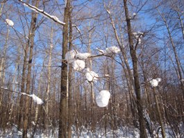 Снежные шапки на деревьях - увеличить